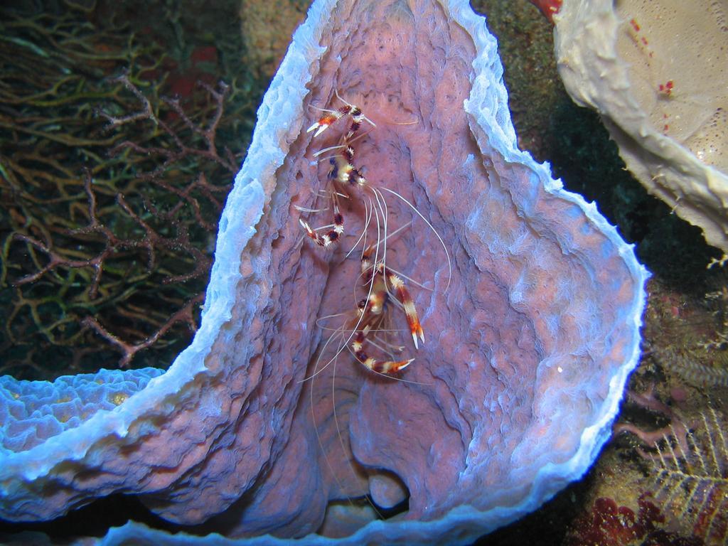 Sunset Bay Club & Seaside Dive Resort Salisbury 외부 사진